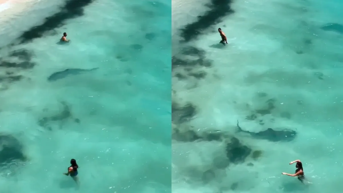 Tijgerhaai zwemt tussen Australische strandgangers door