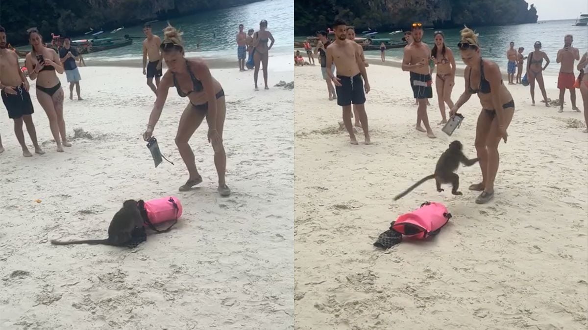 Aap op strand in Thailand laat merken dat hij nieuwe eigenaar is van tas