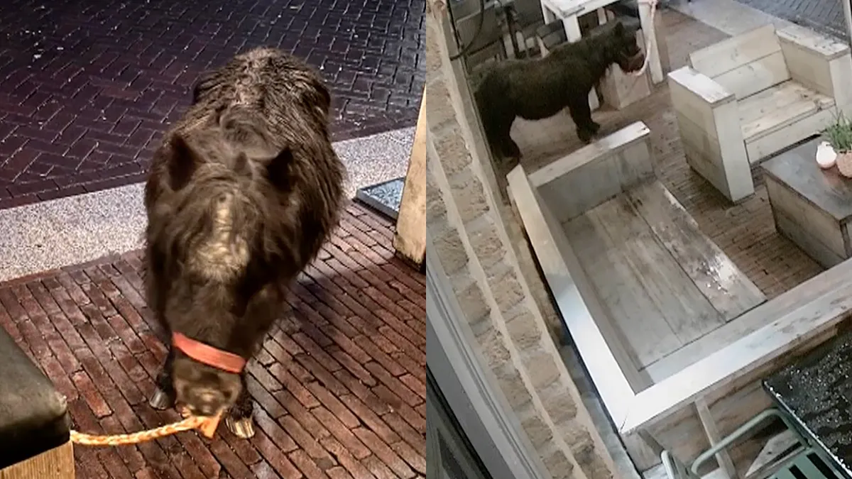Bezopen mannen laten pony achter op terras in Den Bosch