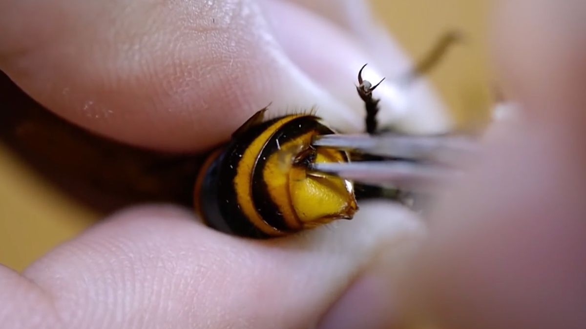 Genoeg internet voor vandaag: Weleens een parasiet uit een wesp verwijderd zien worden?