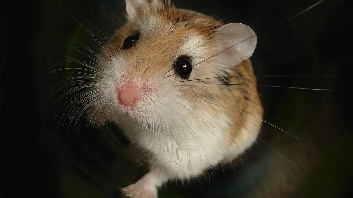 Gerucht dat bij BN'er operatief een hamster uit achterwerk is verwijderd is waar...