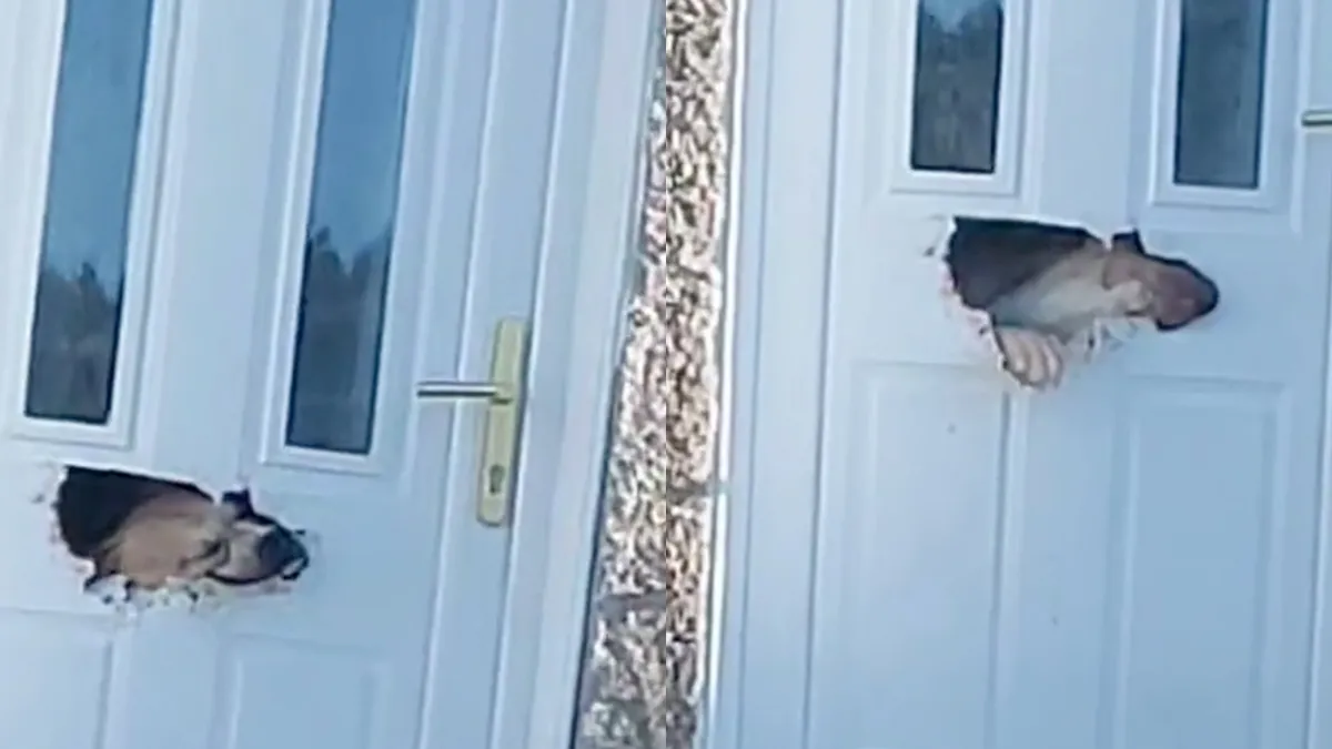 Hond heeft geen zin om binnen te blijven en kauwt deur weg