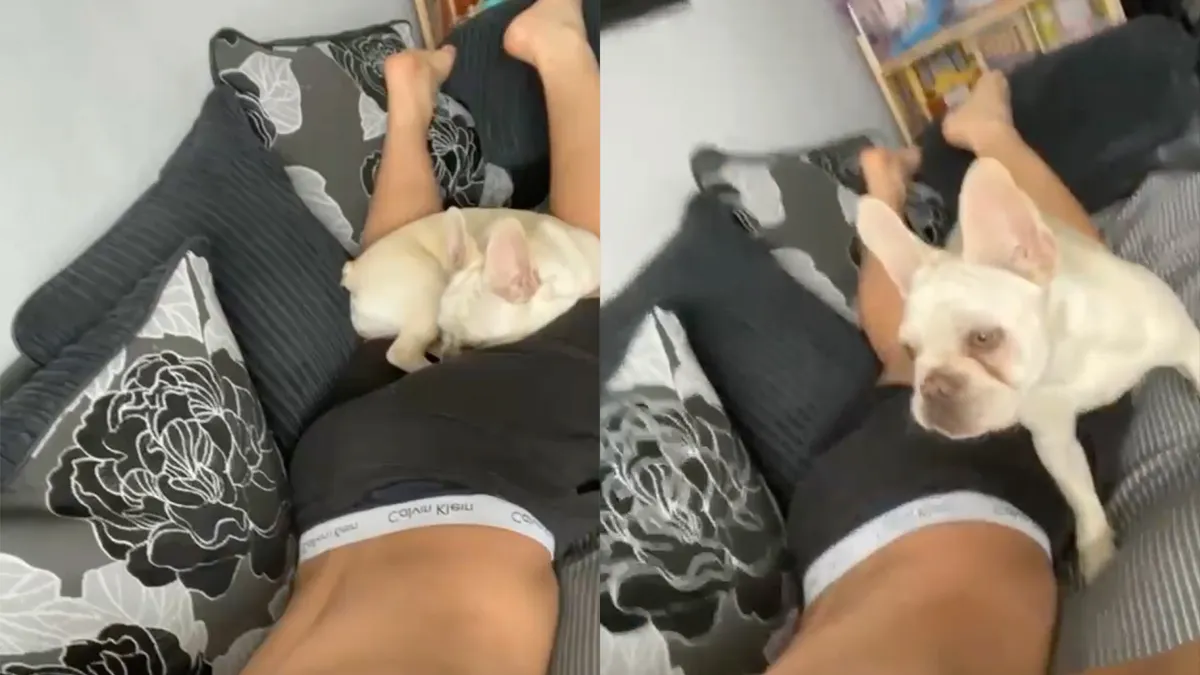 Hondje stinkt vol in valse lucht, maar kan dit niet waarderen