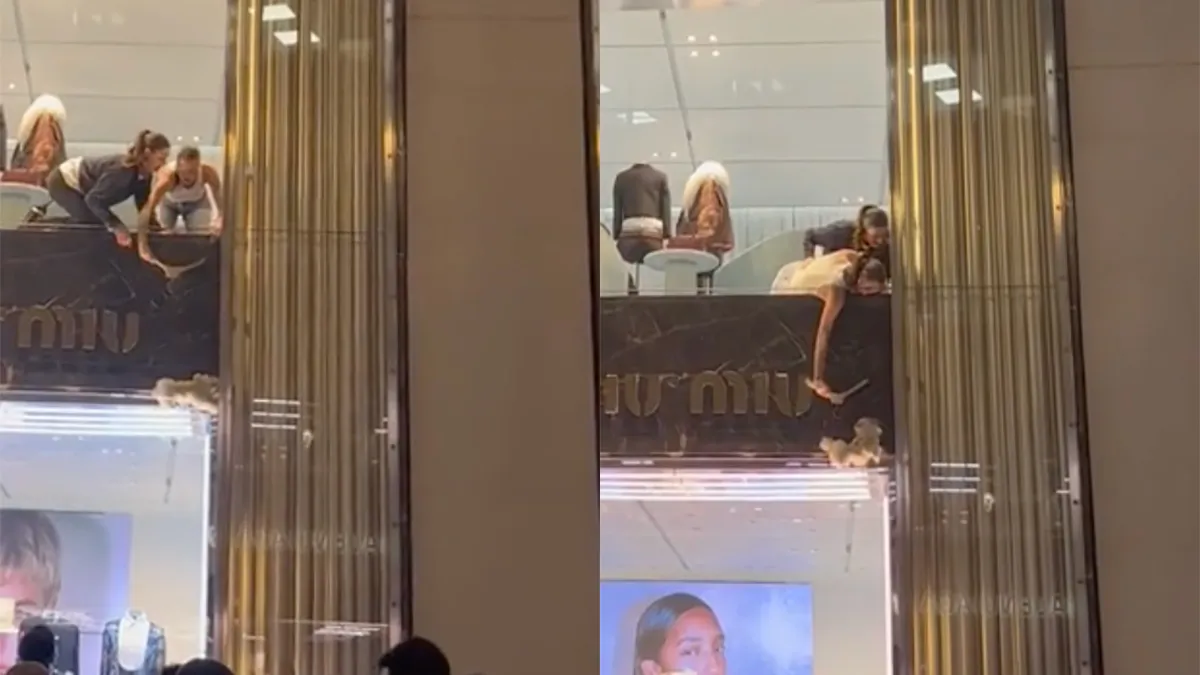 Hondje zit vast tussen raam in winkel in Londen