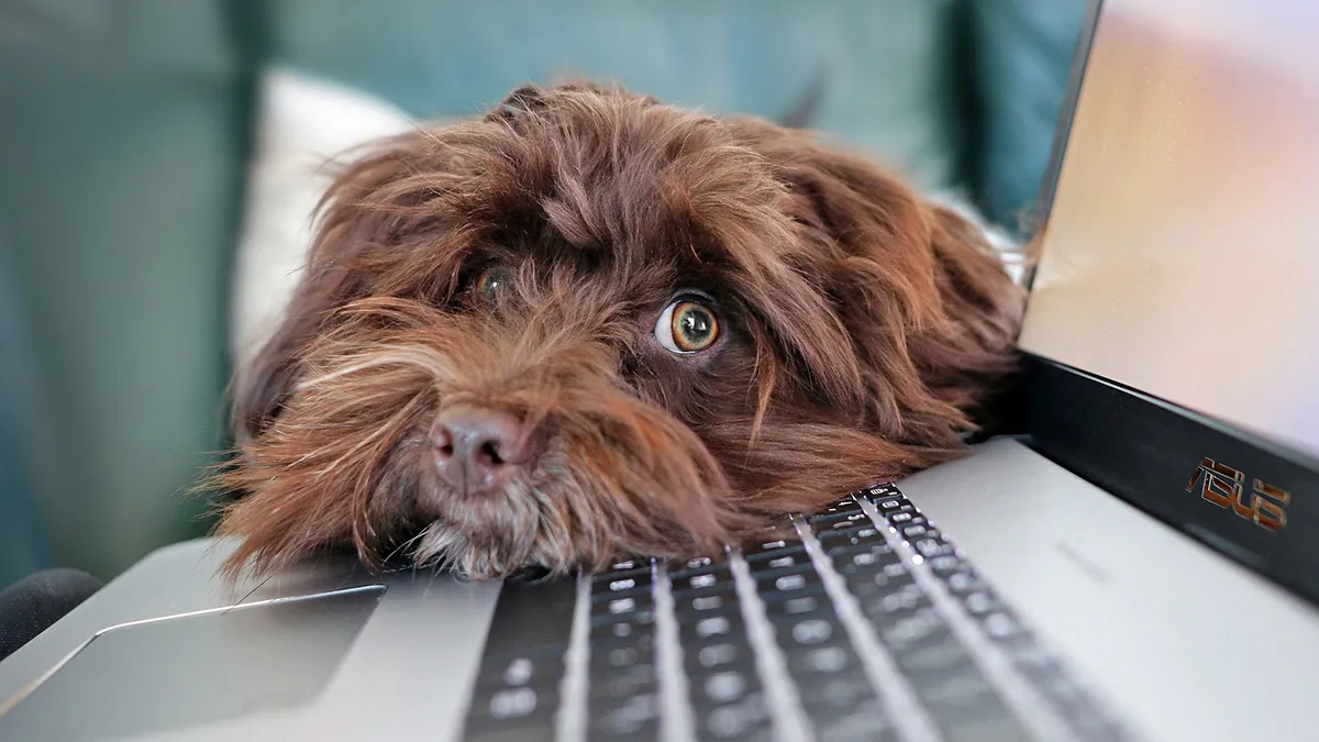 Vraag aan Google: 'Mag mijn hond mee de Mediamarkt in?'