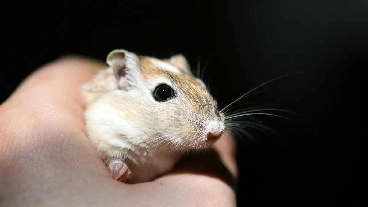 Omdat er veel te doen is over hamsters en achterwerken: Gerbilling