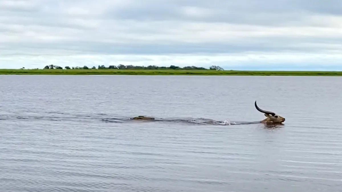 Litschiewaterbok doet wedstrijdje met een krokodil