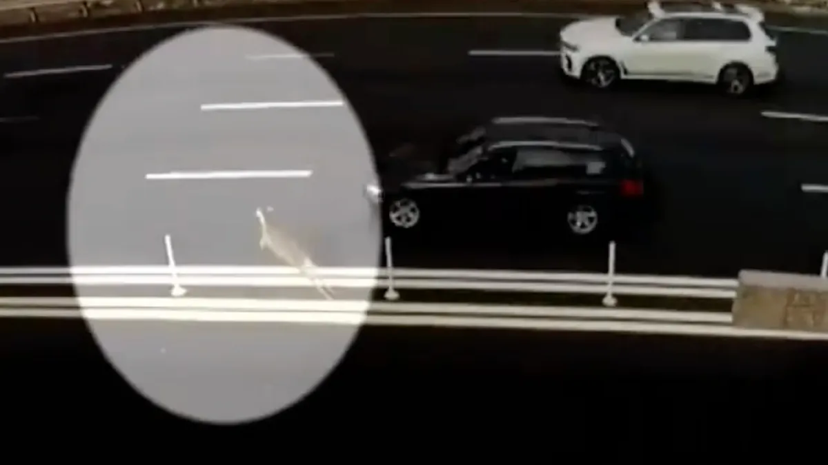 Hert speelt Frogger op een snelweg