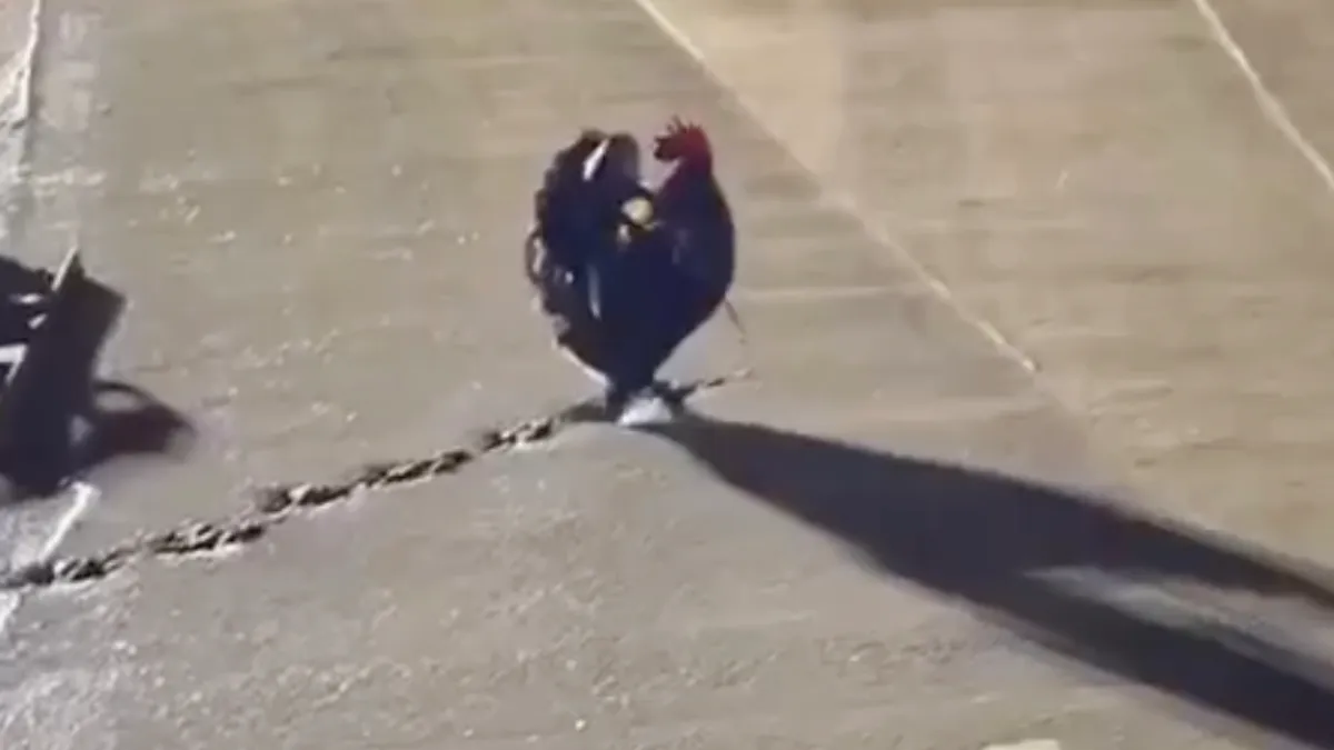 Haan maakt geen vrienden bij de betonploeg