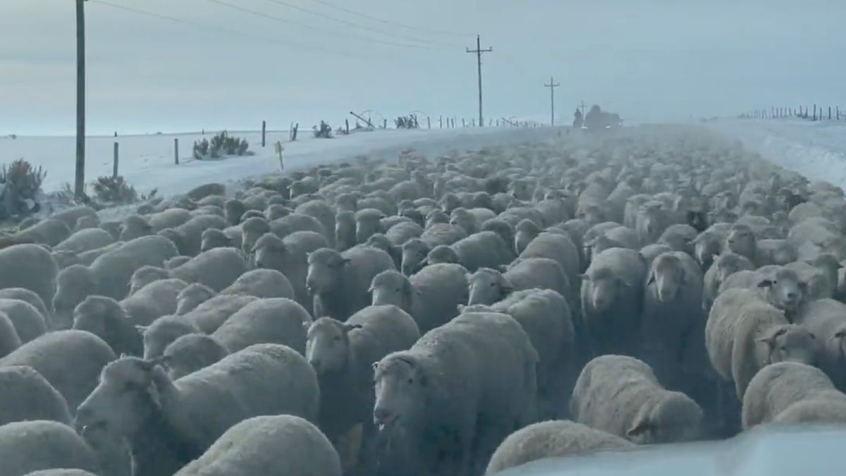 Even remmen voor 6000 schapen in Cokeville