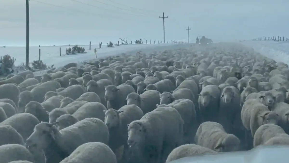 Even remmen voor 6000 schapen in Cokeville