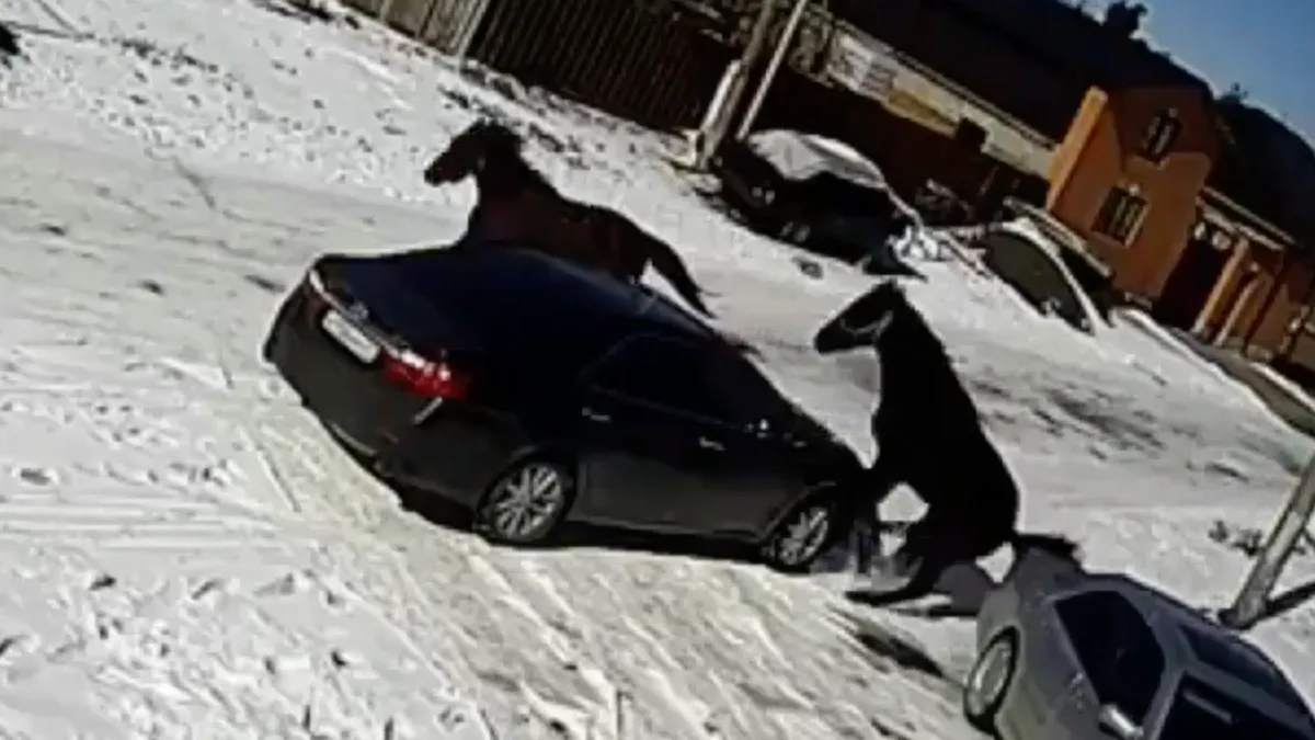 Als een wild paard heel je auto even over het hoofd ziet