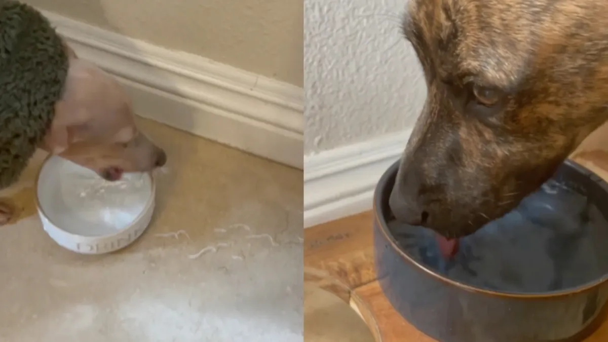 Hond heeft een beetje moeite met water tot zich nemen