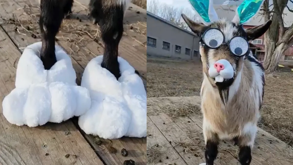 Ook voor geit die als konijn ging zit carnaval er inmiddels op