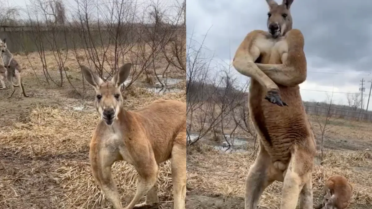 Kangoeroe laat zien dat je met hem niet moet eikelen