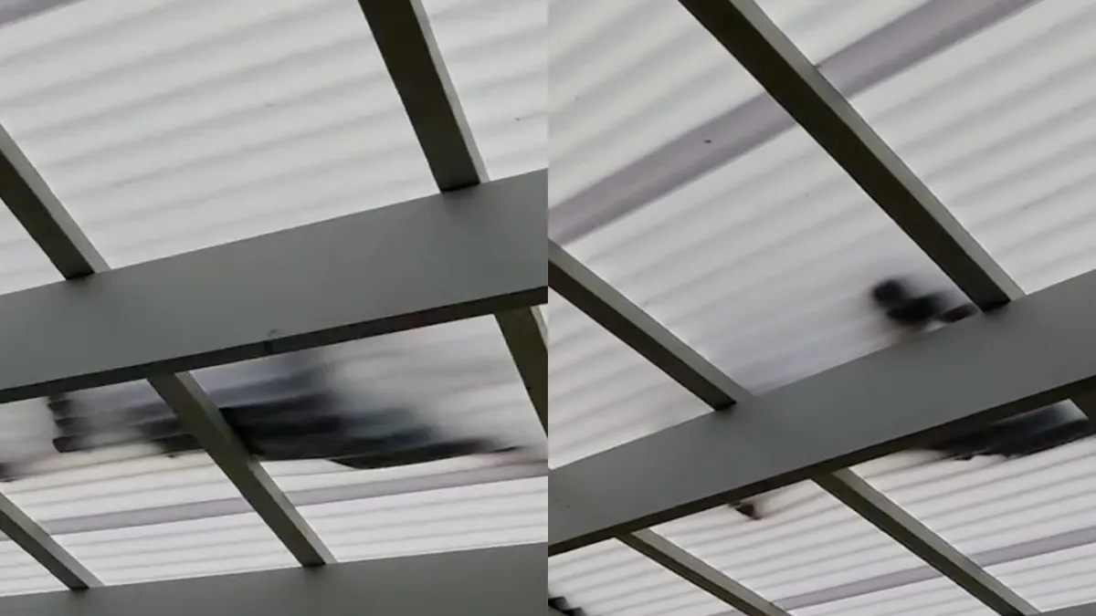 Er kruipt iets op het dak waar je nachtmerries van krijgt