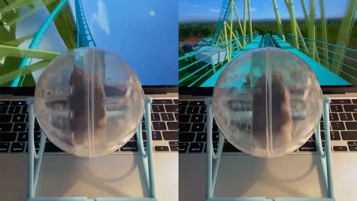 Hamster heeft de rit van zijn leven in virtuele achtbaan