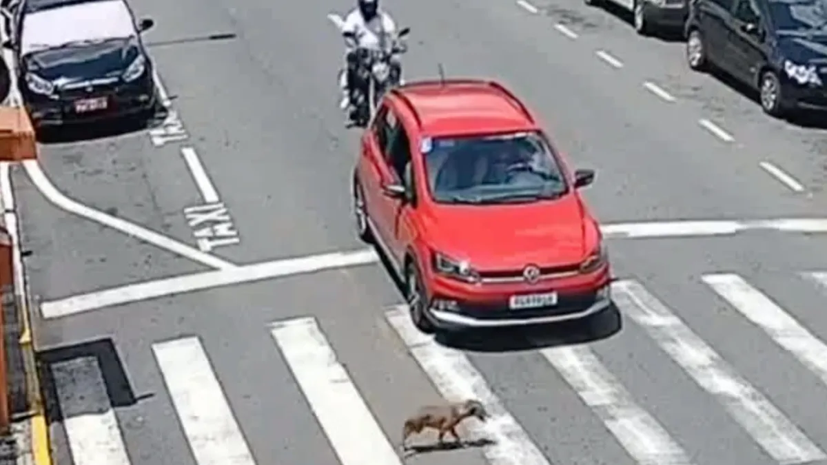 Een hond die zebrapad gebruikt en motorrijder door je voorraam