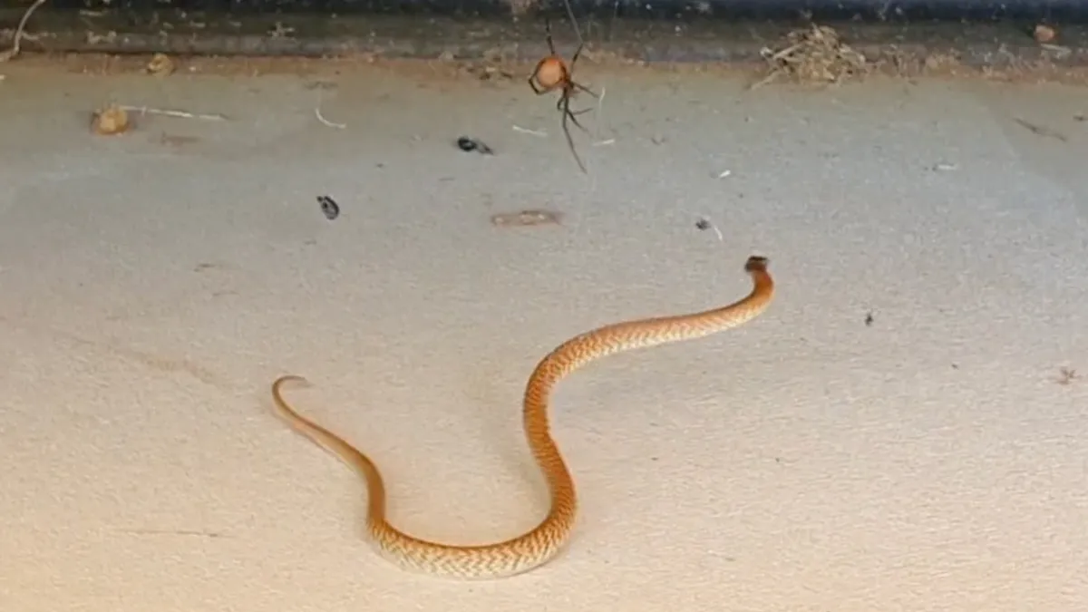 Aussie Deathmatch: Brown Snake vs Redback