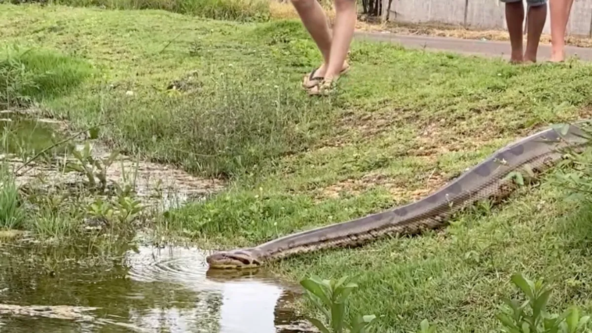 Kruipt er even een gigantische anaconda door de buurt