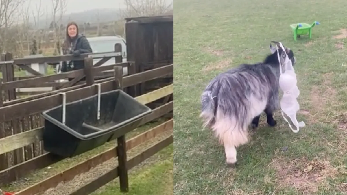 Gary heeft bustehouder van de buurvrouw gestolen