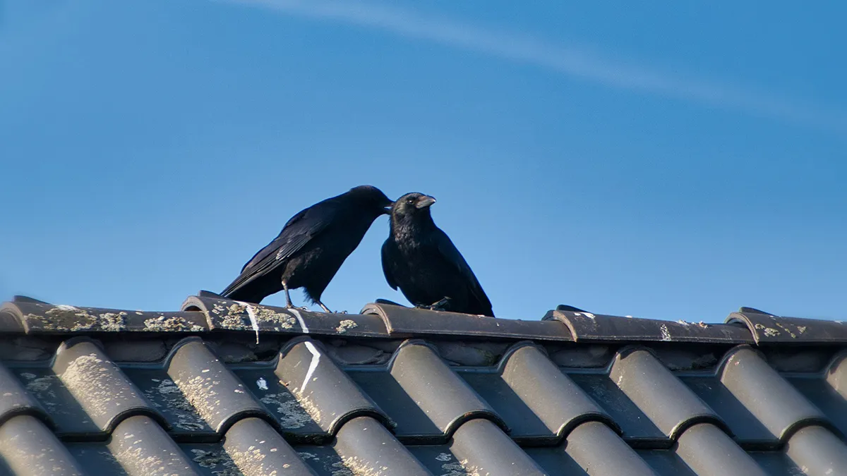 83-jarige Jaap wil kraaiennest verwijderen, bungelt drie kwartier aan dakraam