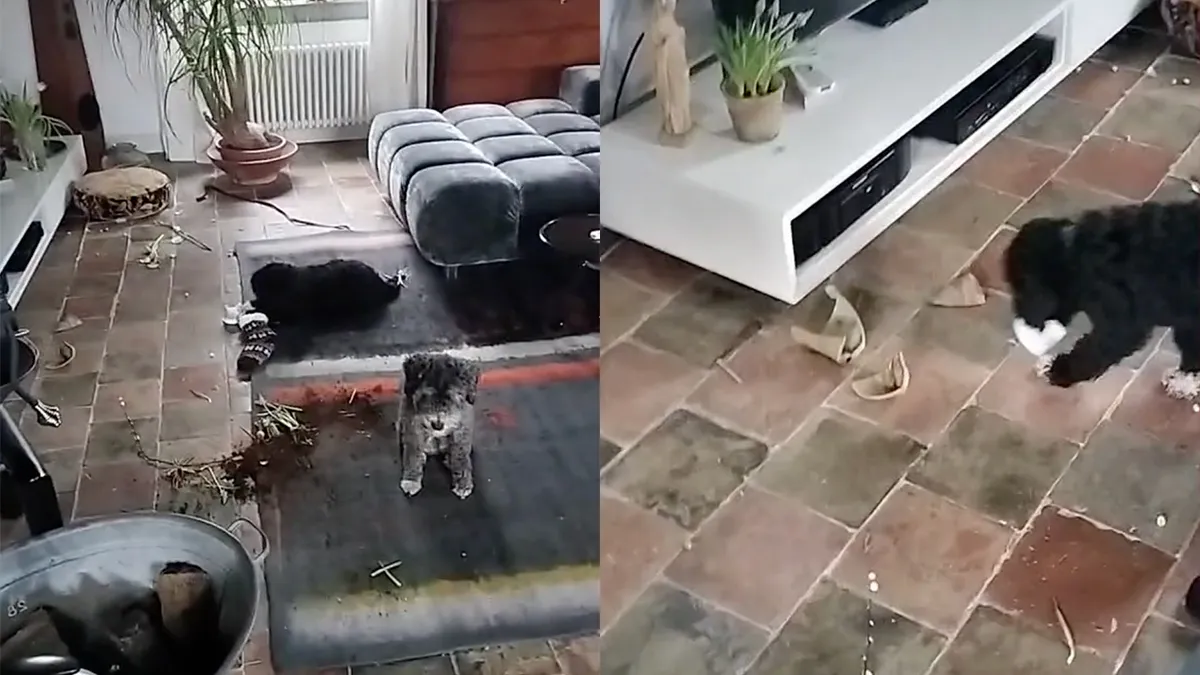 Hondjes hebben goed op je huis gepast terwijl je weg was