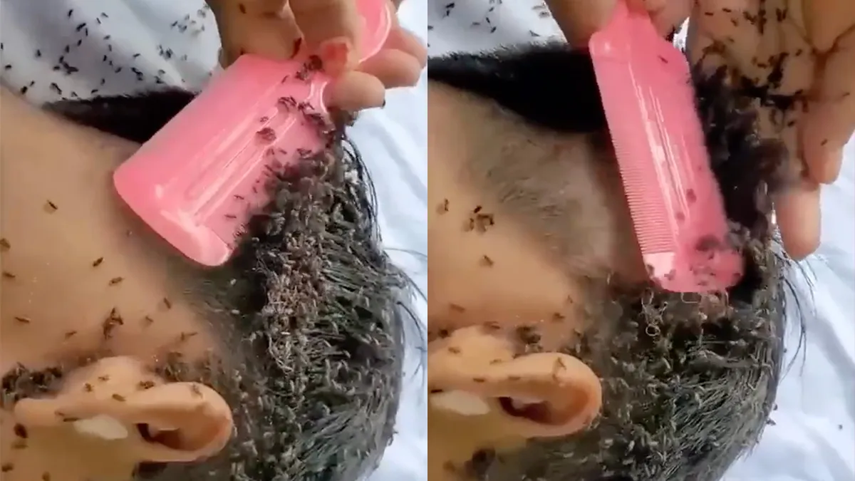 Laat dat kammen maar zitten en pak de tondeuse voor het betere werk