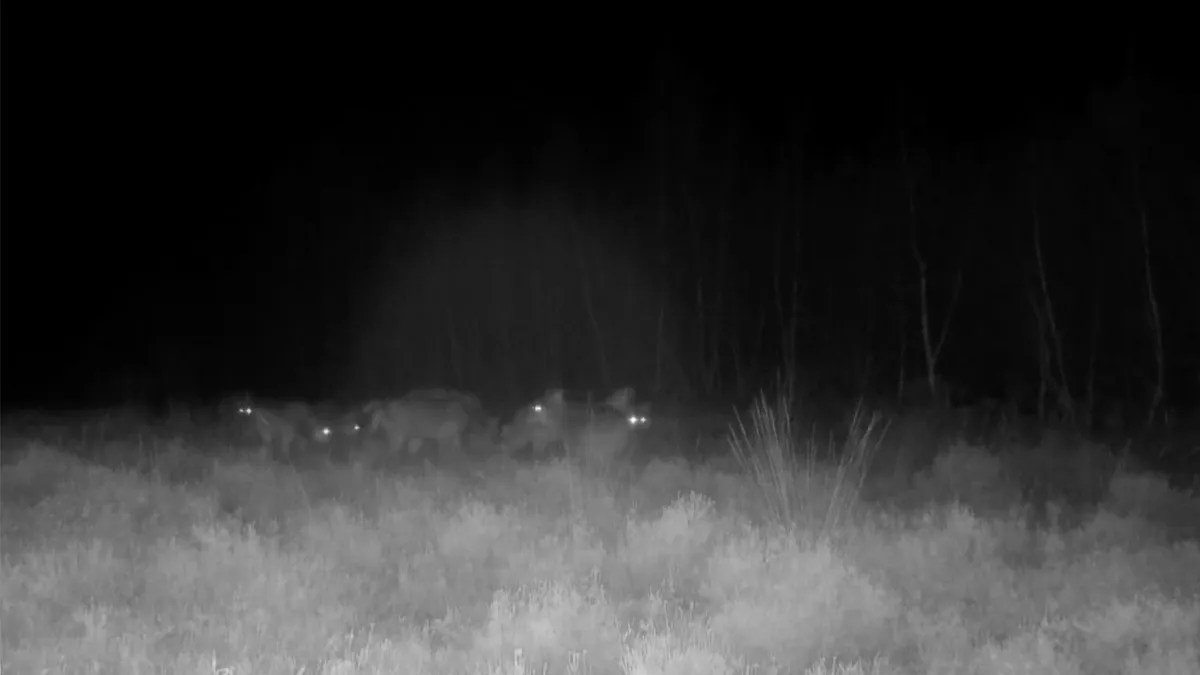 Nooit eerder vastgelegd in Nederland: 11 wolven tegelijk vastgelegd op wildcamera