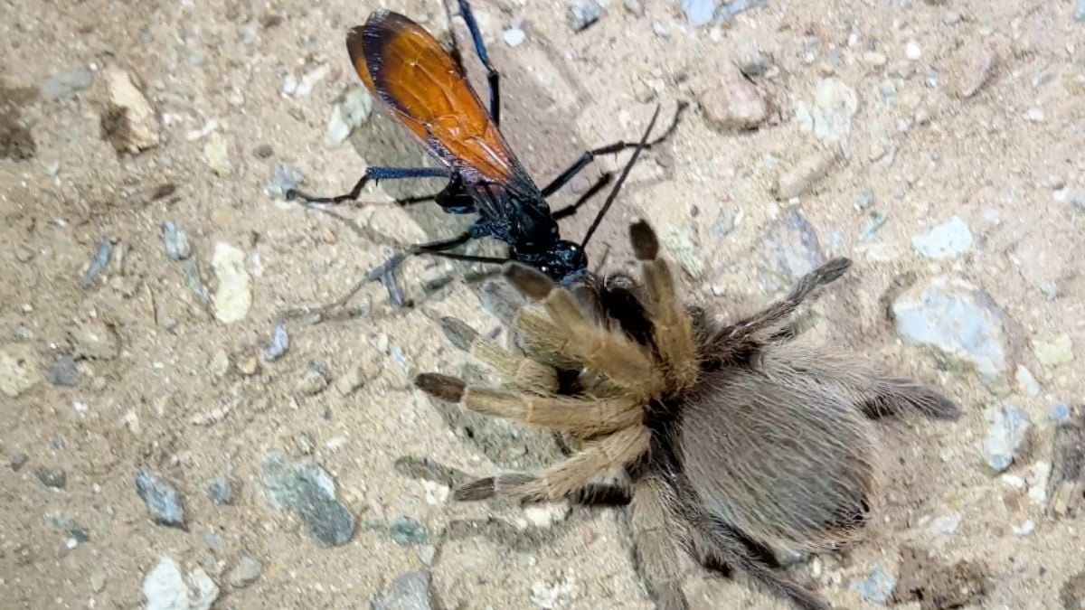 Tarantula-havik gebruikt Tarantula om ei in te leggen