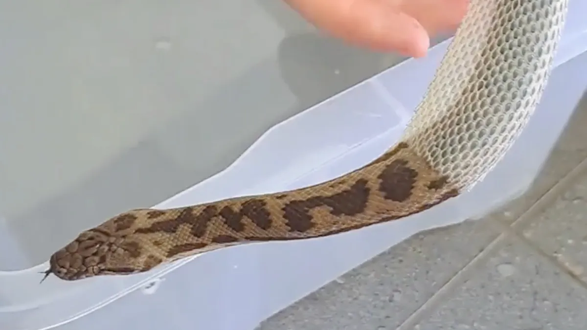 Basil de slang trekt zijn oude jasje uit