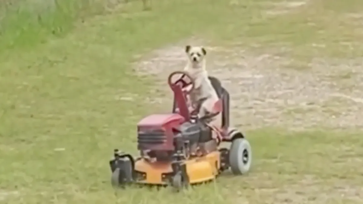 Je ziet ook niet iedere dag een hond het gras maaien