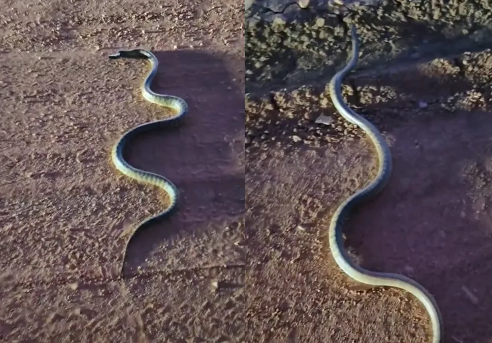 Aussie vrachtwagenchauffeur helpt pootloze Aussie veilig oversteken