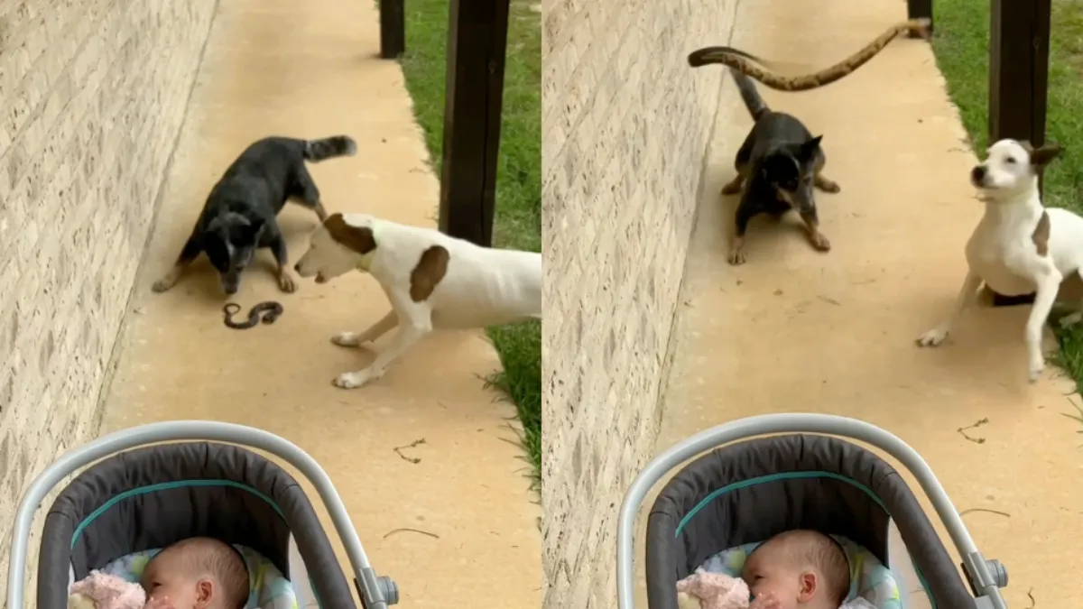 Hond slingert man slang tegen zijn gezicht