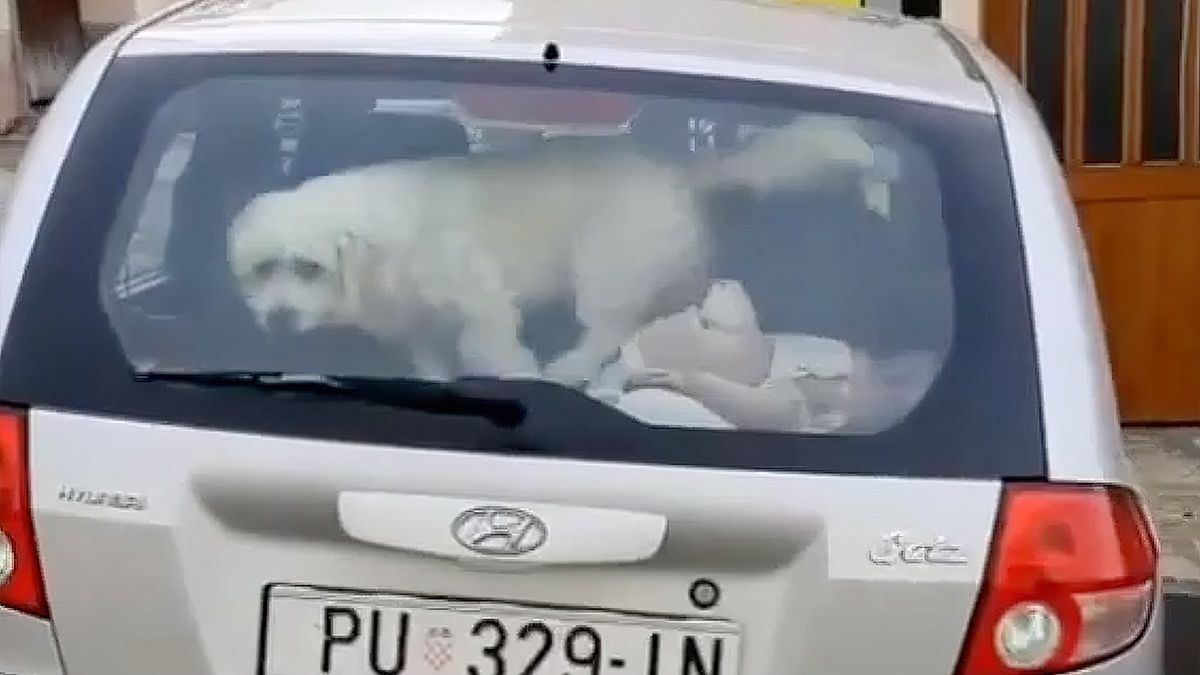 Hondje betrapt met zijn date in een auto