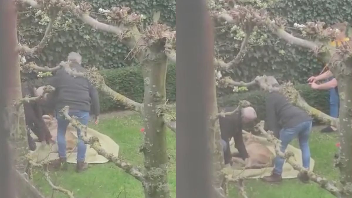 Ondertussen in Doetinchem: Bewoners vinden slapende wolf in achtertuin