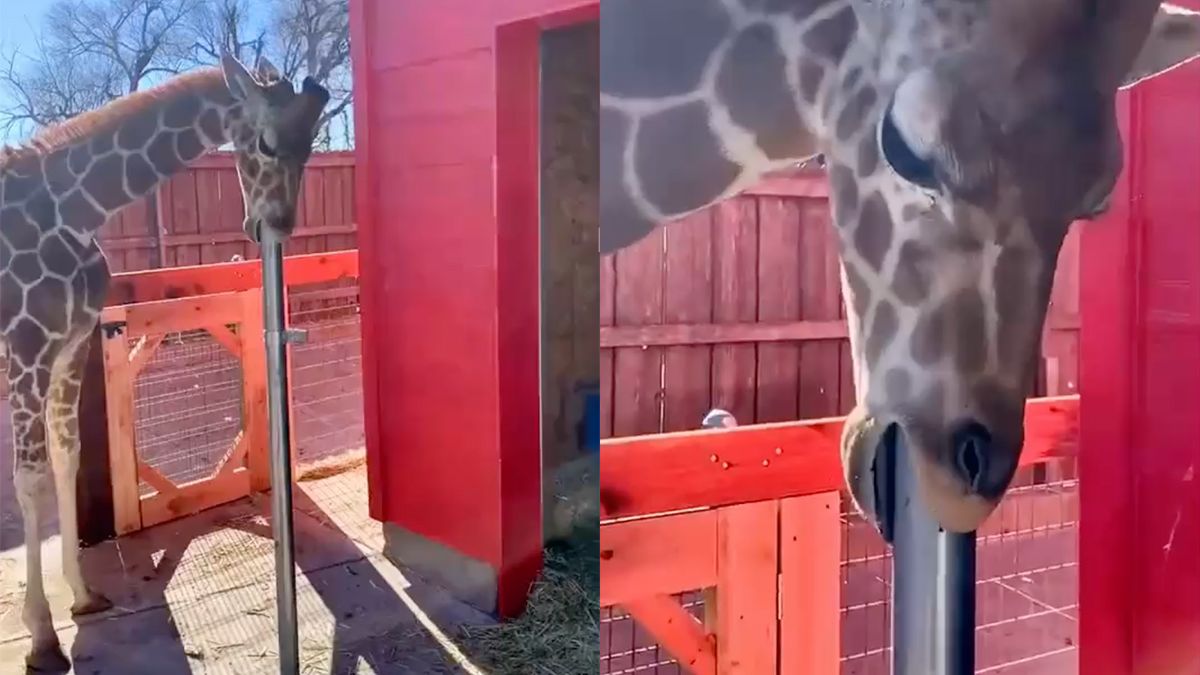 Opeens heb je het: Je wilt een giraffe in de tuin