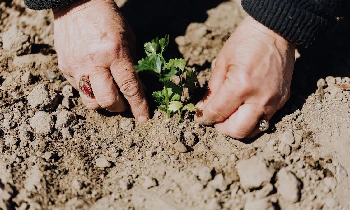 Tips voor het creëren van een groene oase in je stadstuin