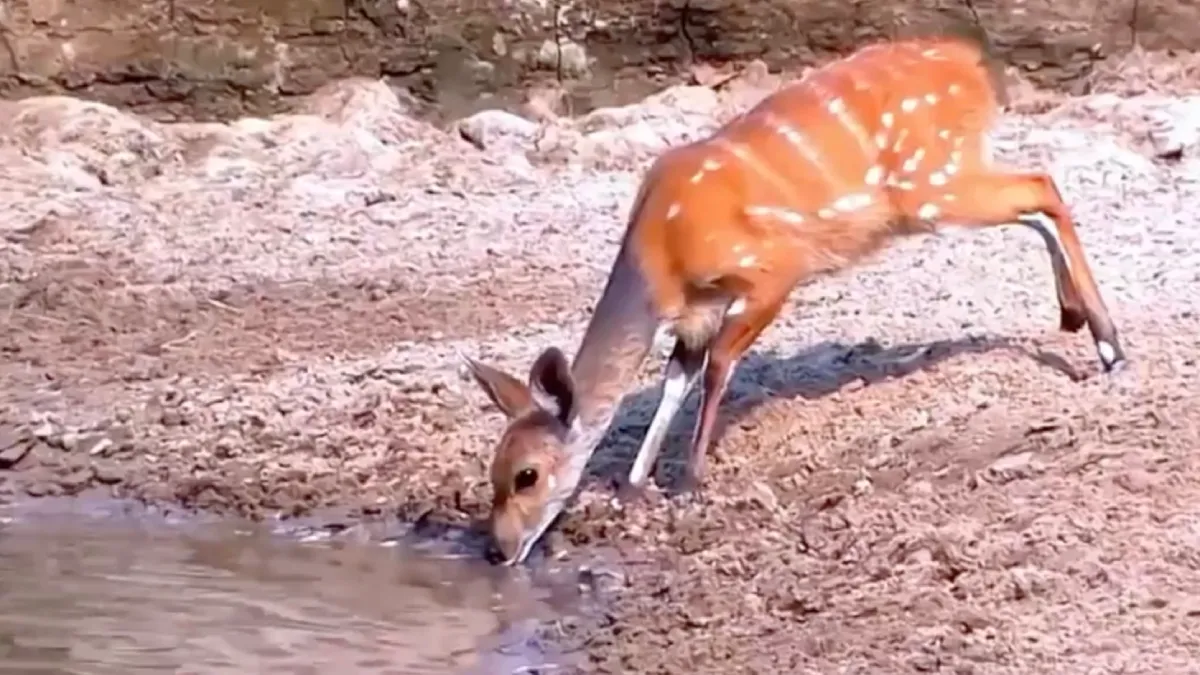Hert werkt niet mee aan eetplan van krokodil