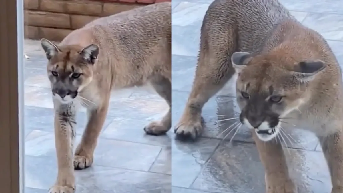 Het is maar goed dat er glas zit tussen kat en nieuwe vriend