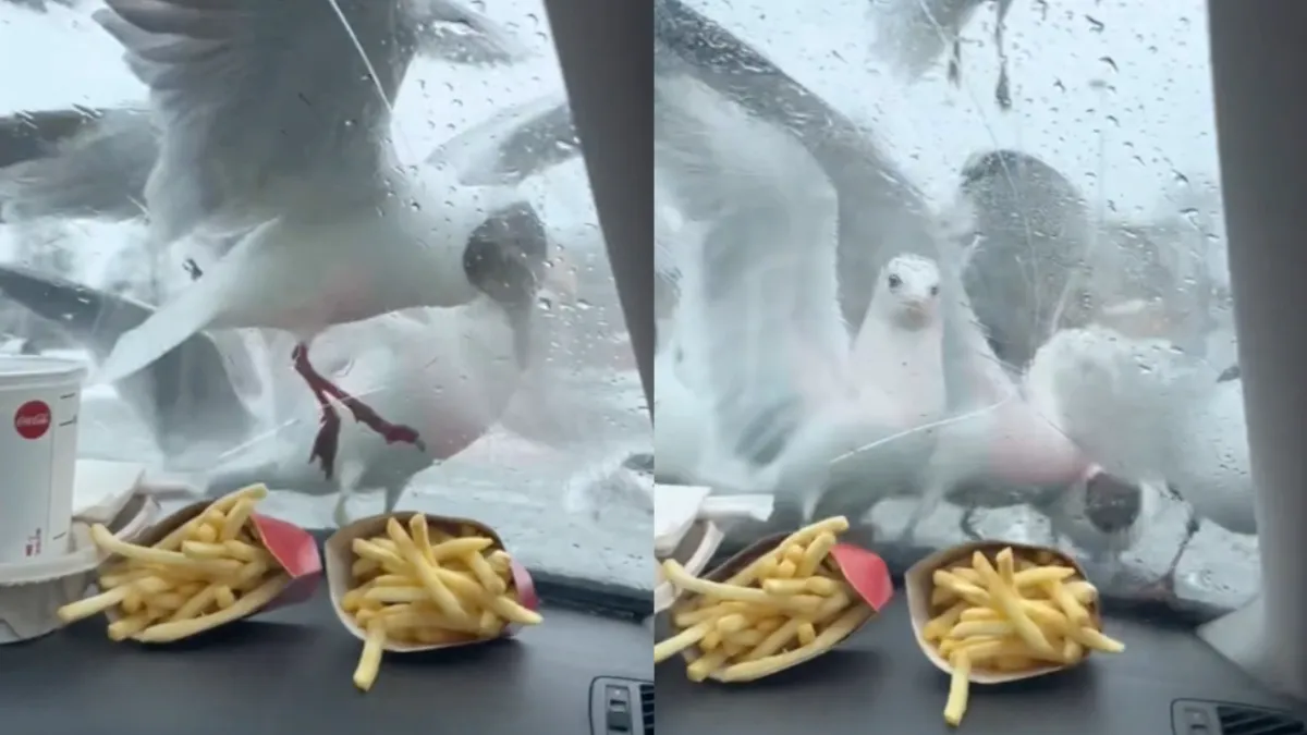 Meeuwen ook gek op Mac