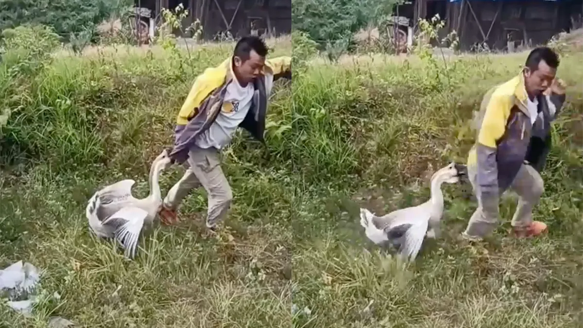 Er is een reden dat mensen bang zijn voor ganzen?