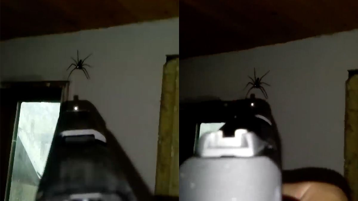 Iemand die echt actie onderneemt met gigantische spin in huis