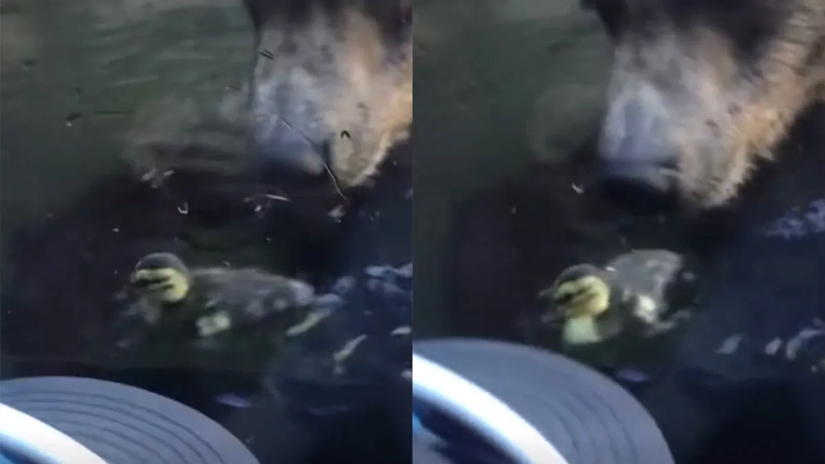 Kinderen leren les in dierentuin: Beer heeft trek in baby eendjes