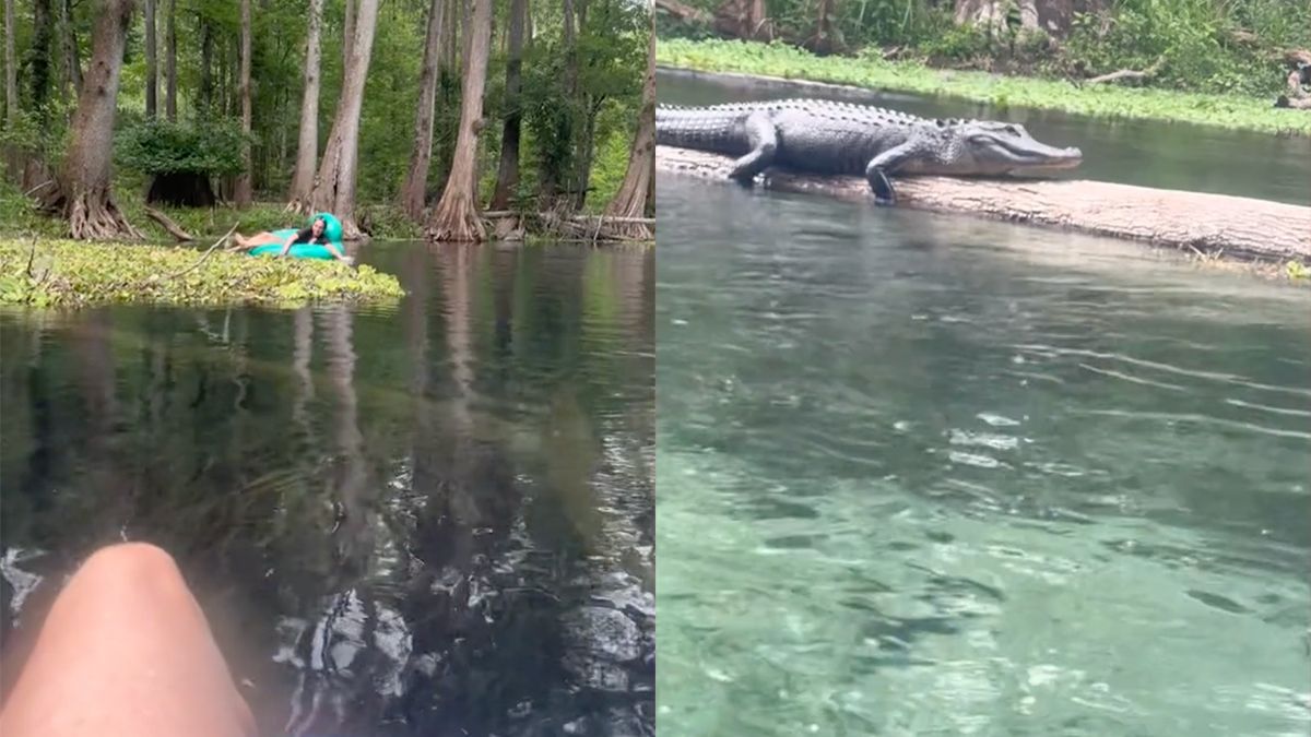 Lekker dobberen in Florida en dan sta je ineens oog in oog met een alligator