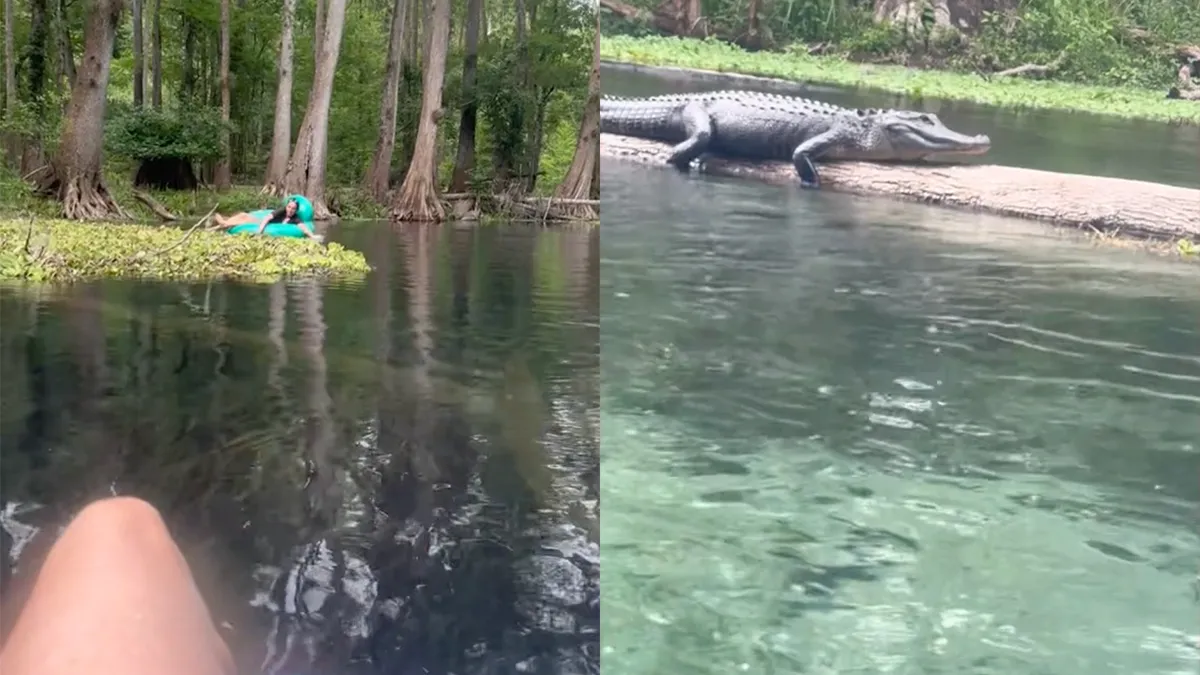 Lekker dobberen in Florida en dan sta je ineens oog in oog met een alligator