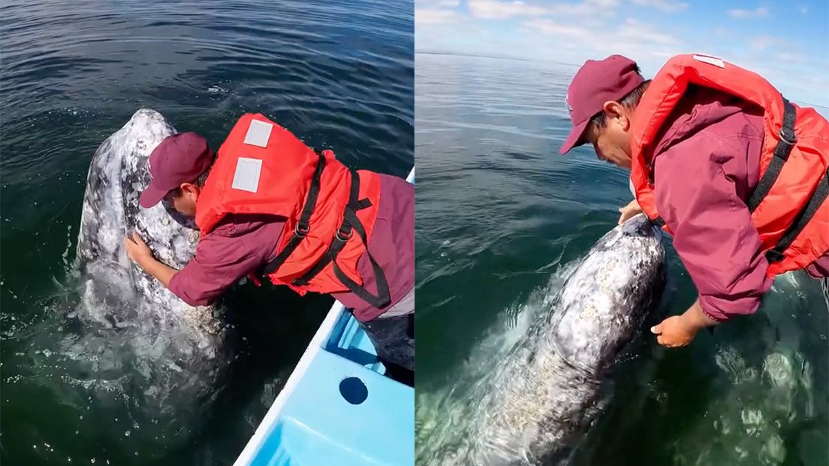 One in a Lifetime: Knuffelen met een Grijze walvis