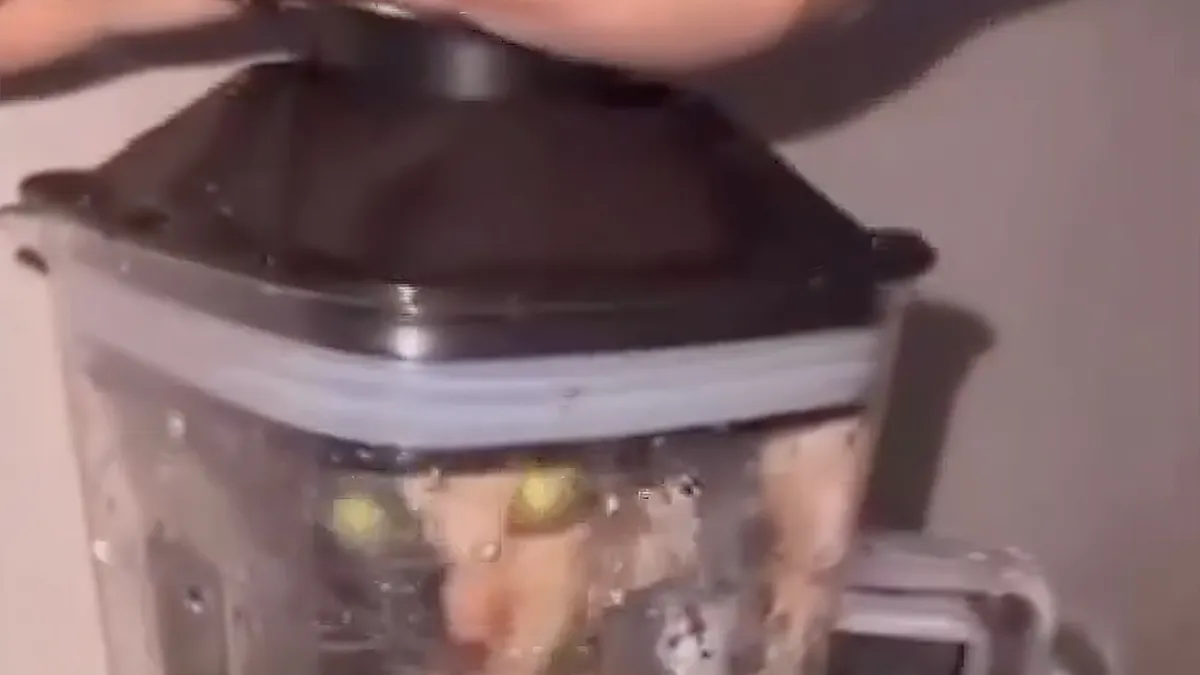 Ziek: Video op social video gaat rond van iemand die een kat in blender doet