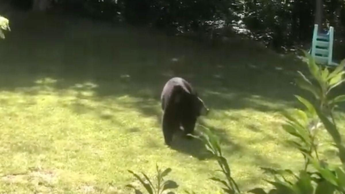 Zwarte beer uit je tuin jagen als grizzlybeer