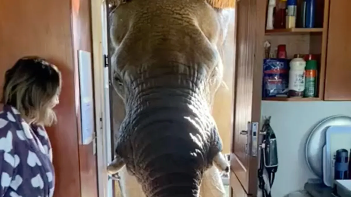 Als een gigantische olifant ook wel zin in een ontbijtje heeft